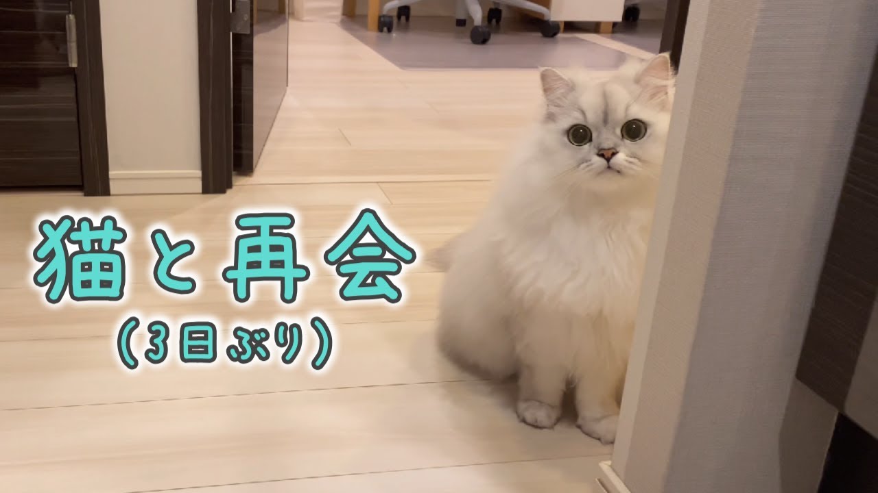 出張で3日ぶりに飼い主に再会してべったり甘える猫が可愛い…
