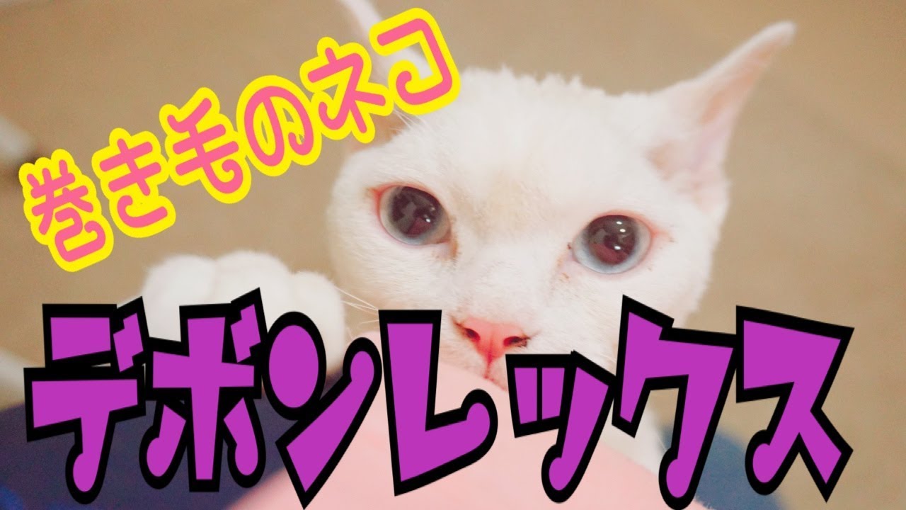 珍しい猫ちゃん、デボンレックス！