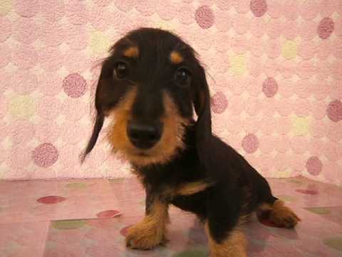 ペットショップCoo&RIKU Mダックスフンド(ワイヤーヘアー) 00250880