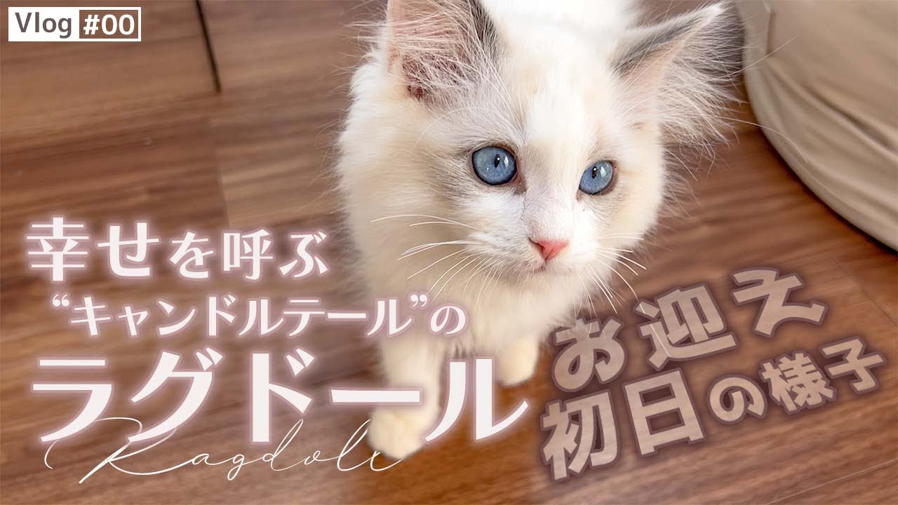 【ラグドール】生後3ヶ月の子猫をお迎えしました【かわいい】