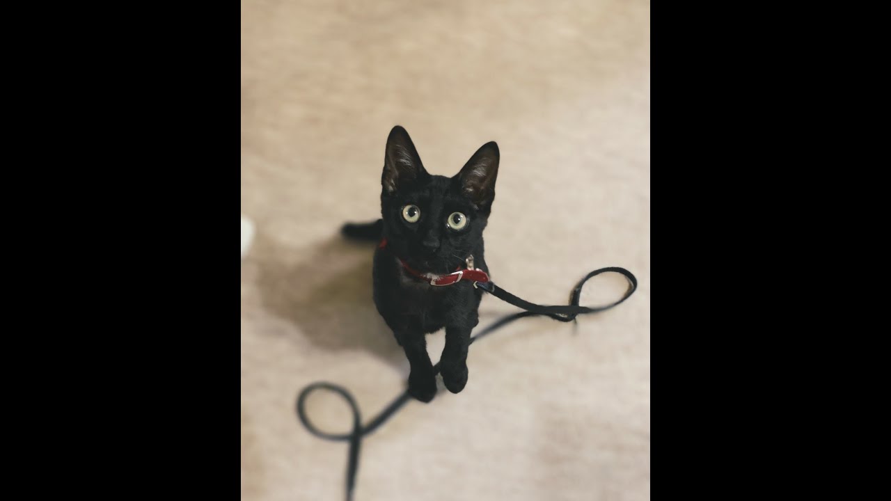 【黒猫Vlog03】はじめまして。ぼくボンベイです！Hi everyone! I'm Bombay! 很高兴见到你。 我是孟买。  #猫 #黒猫 #ボンベイ #Blackcat #Bombay