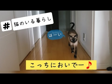 【猫の鳴き声】トンキニーズのアクアくんにデレデレ