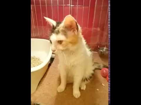 ■スクーカム■2015.11.10生■メス■