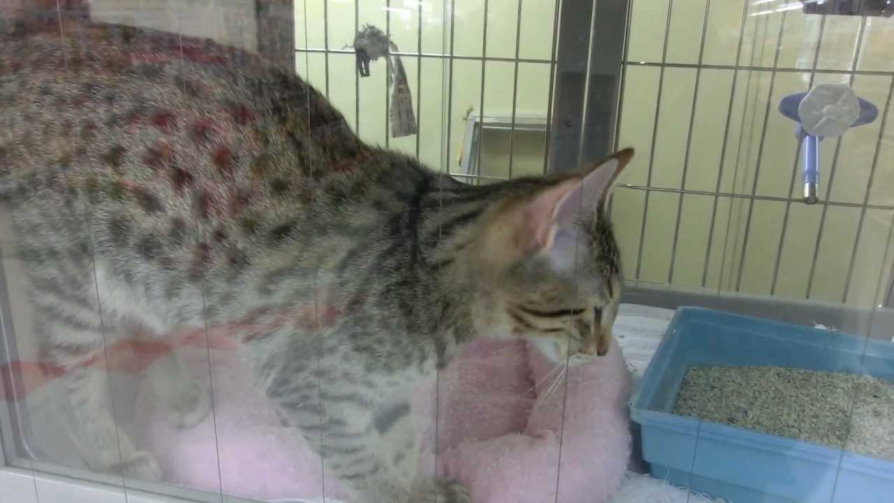 エジプシャンマウの子猫