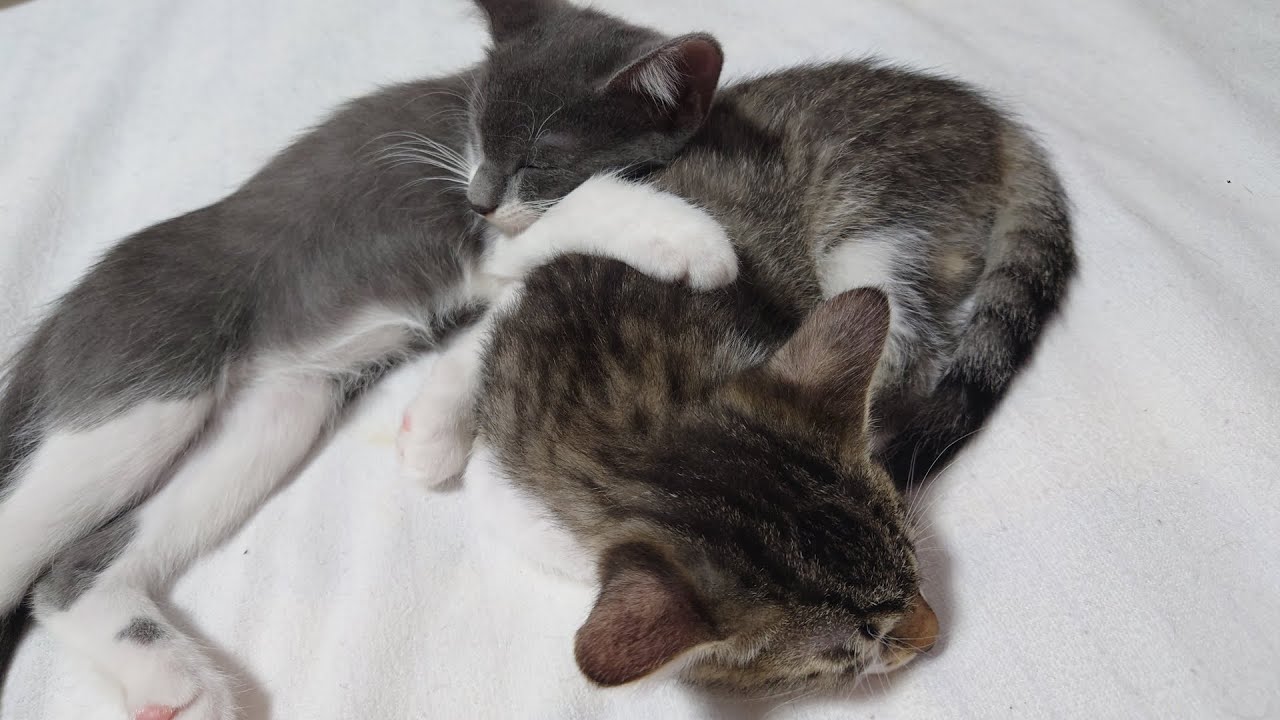 子猫とママ猫の部屋