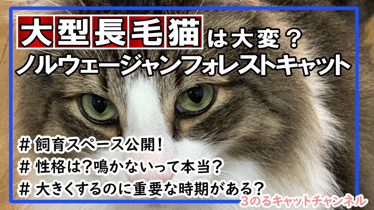 【猫をお迎えを検討している方必見】長毛種ノルウェージャンフォレストキャットを3匹飼ってみて分かったこと【特徴・注意点】