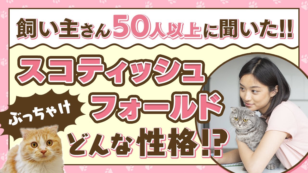 【スコティッシュフォールドの性格】飼い主さん50人に聞いたアンケート結果を大公開！