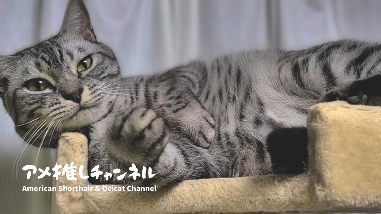 アメショーとオシキャットのミックス・小娘ネコのトロちゃん