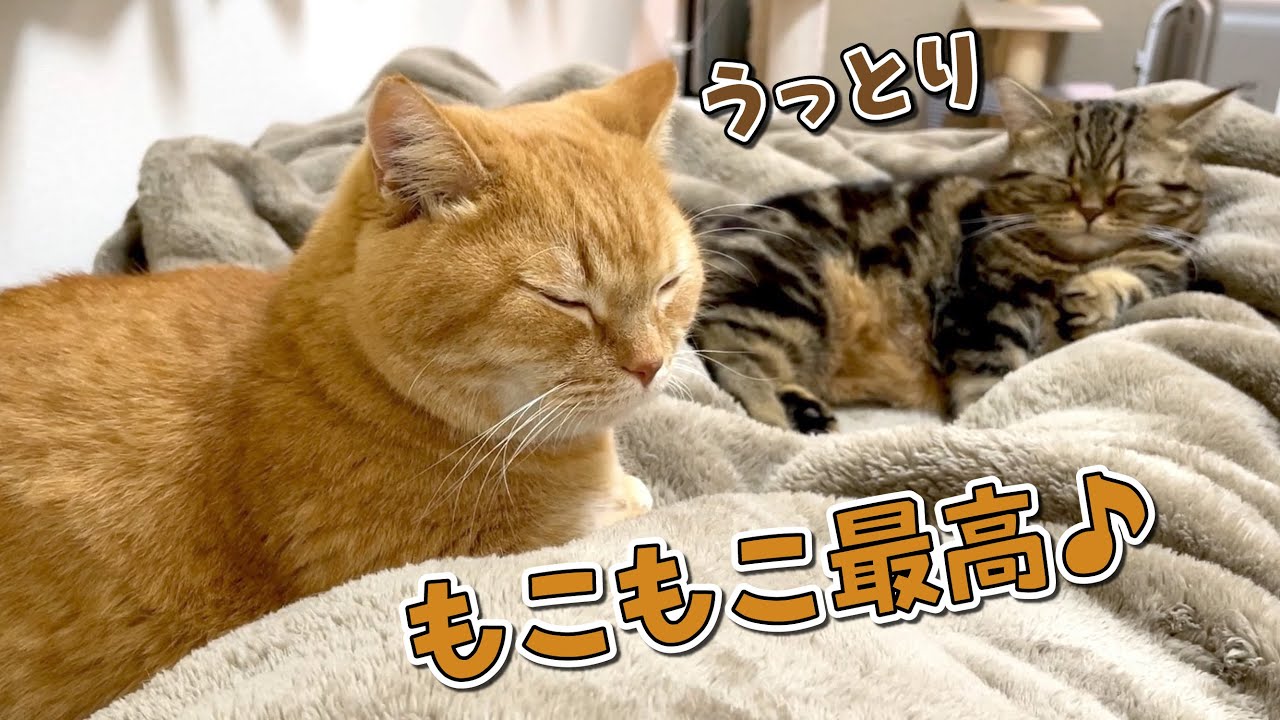 毛布を出したら愛猫たちが集まってきて動けなくなりましたw