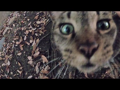 【オトナ猫カップルの痴話喧嘩】穏やかなキジトラ君と女スナイパー☆”Big and gentle brown cat”and "Cute orange cat"had a lovers' quarrel