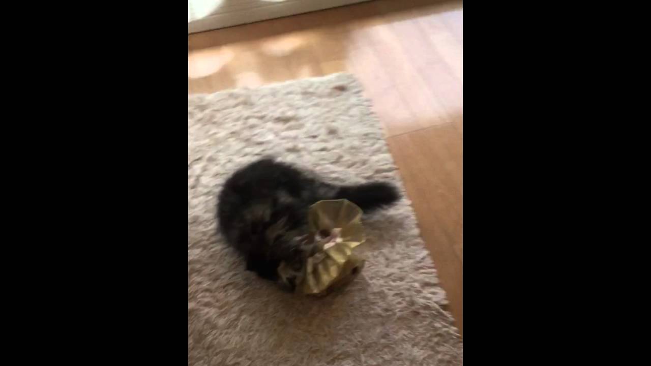 JJ スコティッシュフォールドロングヘアーsweet kitten scottish 子猫 funny kitten