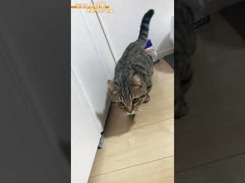 クローゼットの中が気になるようだけど、何が・・・？　/キンカロー　マンチカン×アメリカンカール　#Shorts