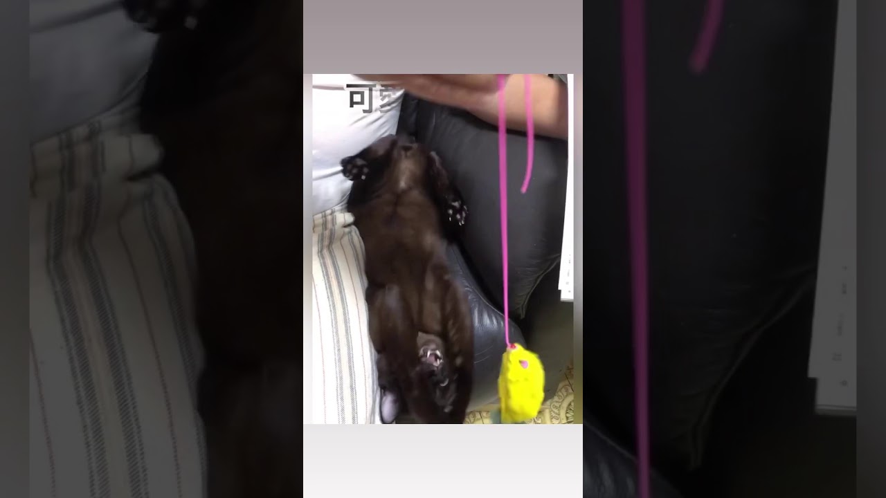 猫のバーミーズ 遊ぶ遊ぶ