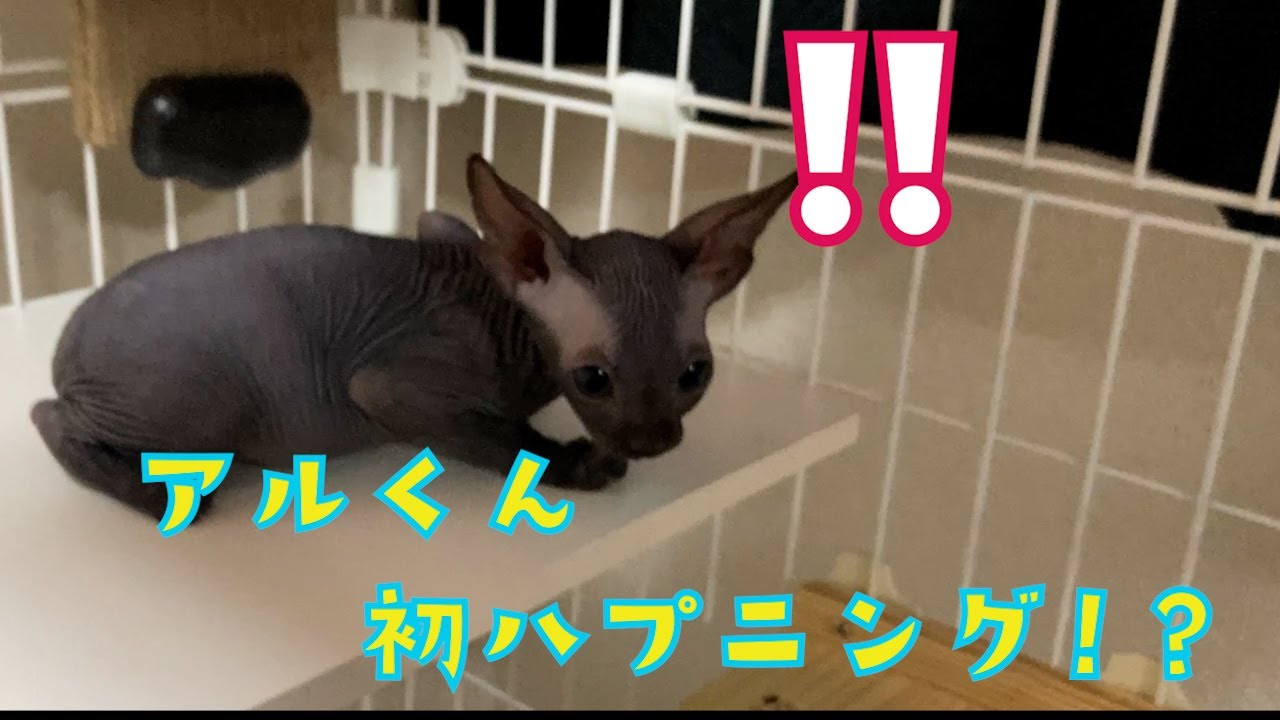 お家にきて初めてのハプニング！？【スフィンクス子猫】