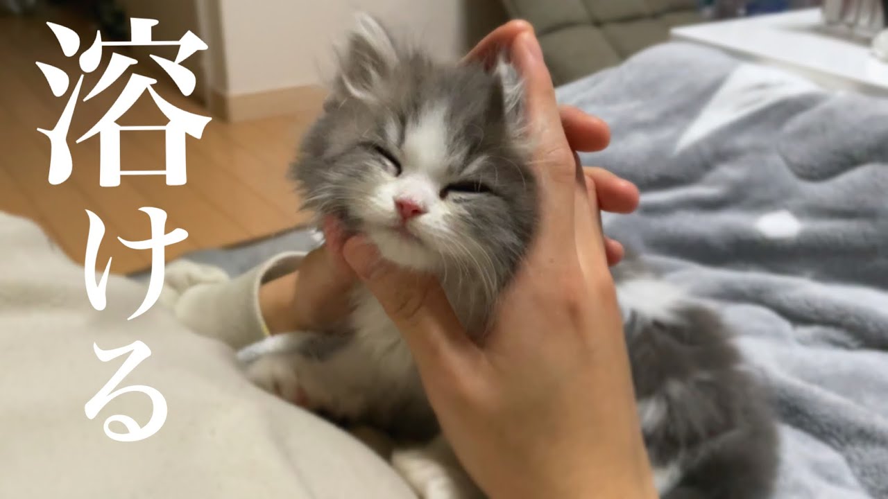 子猫にマッサージしたらとろけました…【ラガマフィン】