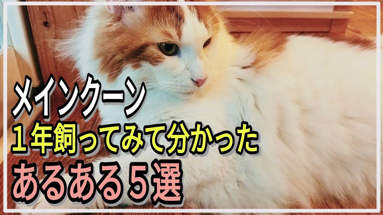 実際メインクーンを1年以上飼ってみて分かった事５選