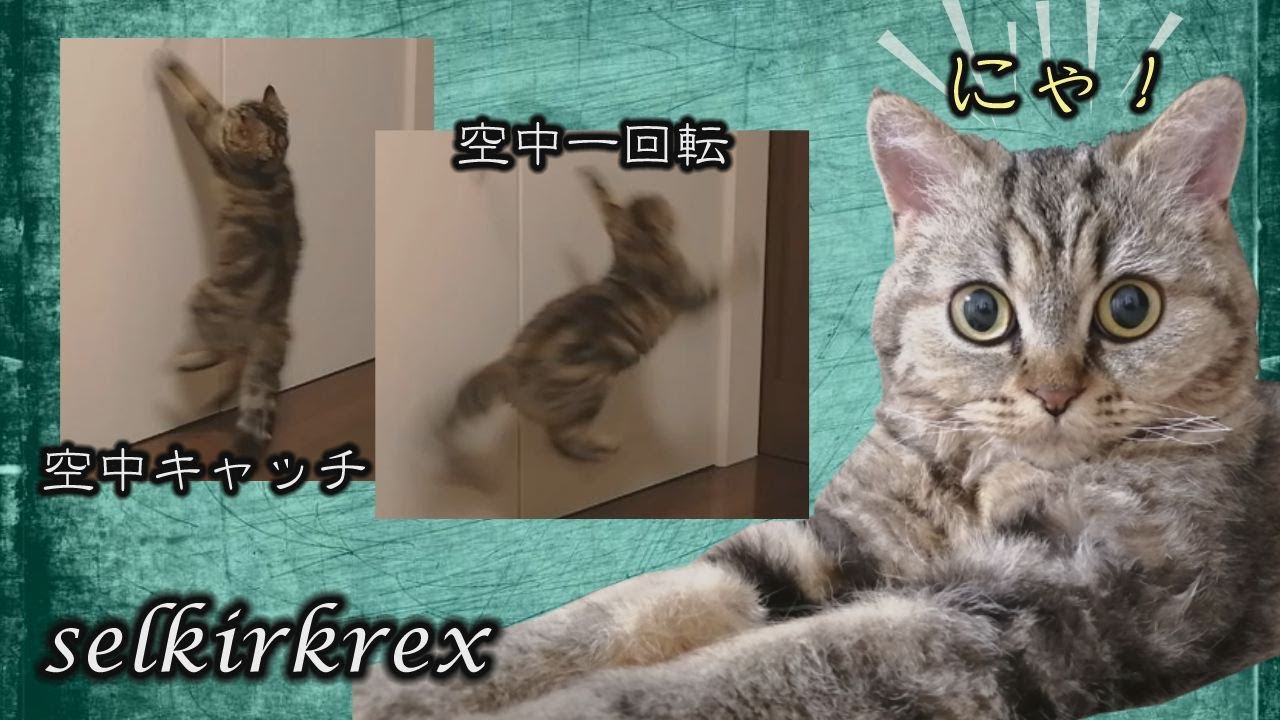 【セルカークレックス】敵意むき出しの猫【セルカー女子】