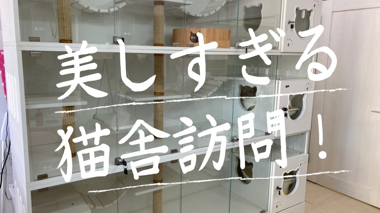 これが優良猫ブリーダーの猫舎です！サイベリアン神奈川県大和市【瀧たつ代様】