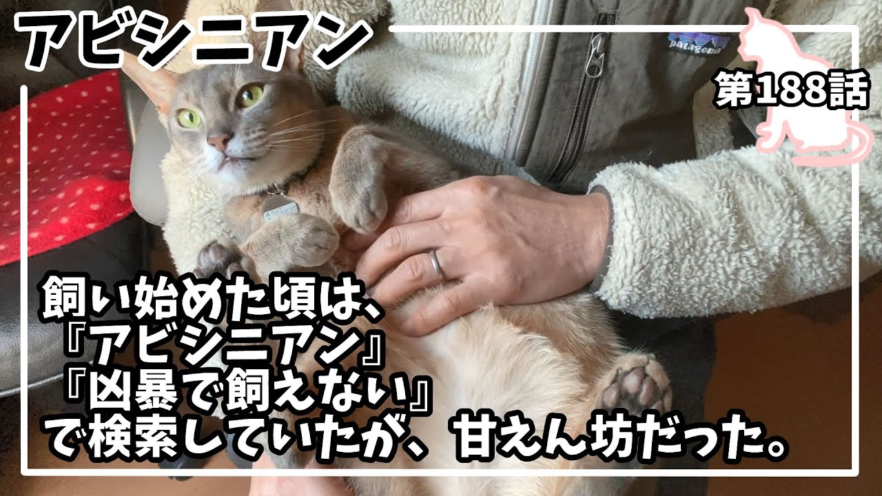 [188話] (アビシニアン) 凶暴でしたが、、実は甘えん坊だった