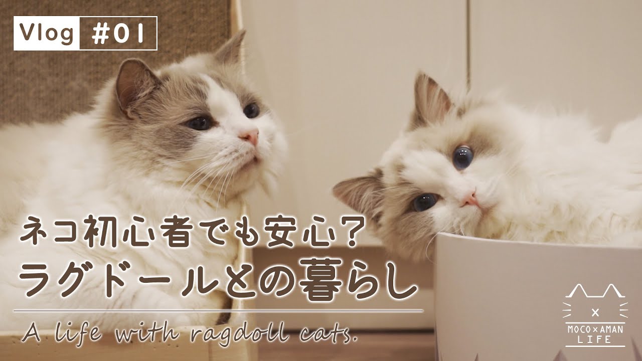 【vlog #01】ネコ初心者でも一緒に暮らしやすい？ラグドールと生活