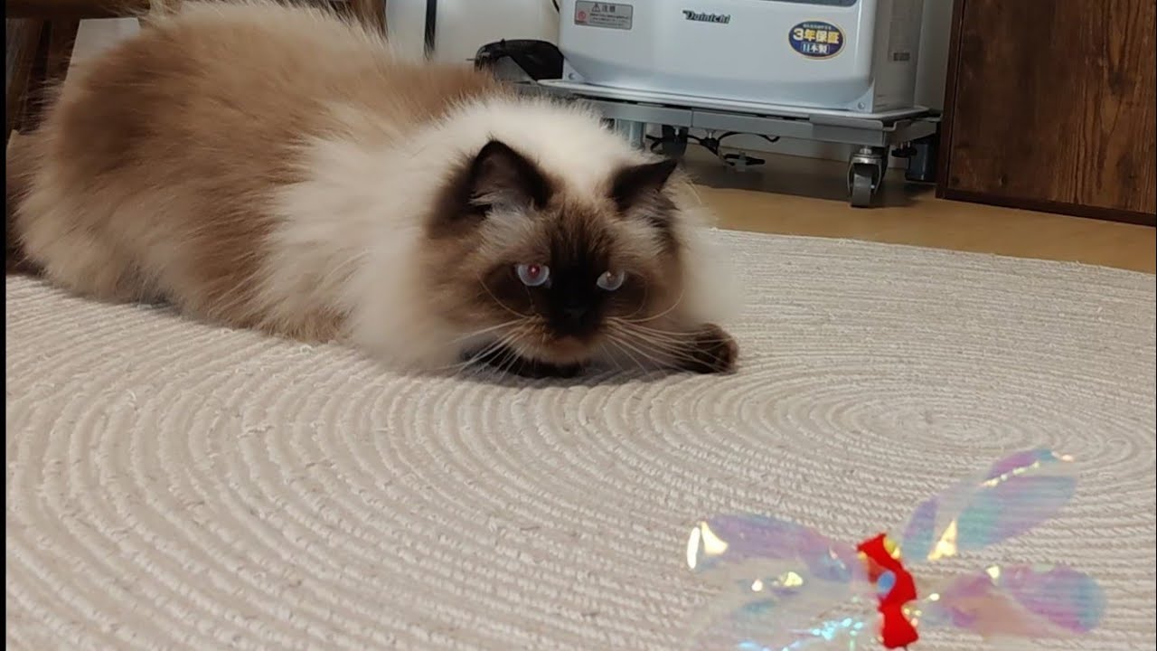 【ヒマラヤン】猫と遊ぶだけの動画