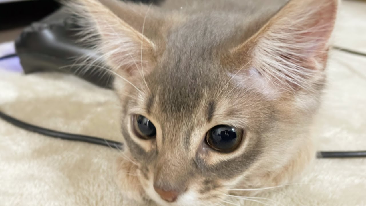 寂しさを全力で訴えかけてくる子猫【ソマリブルー】