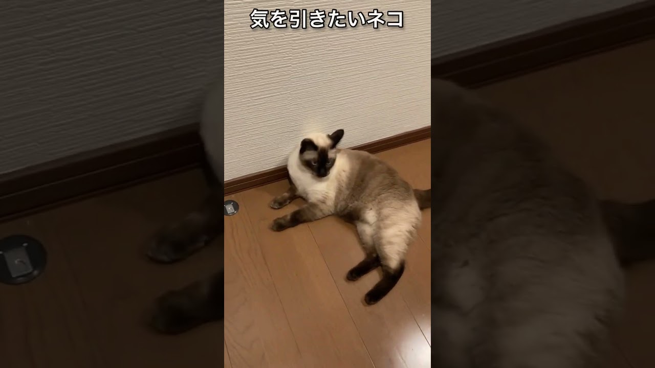 【シャム猫】飼い主を脅す顔の黒い小さな生き物