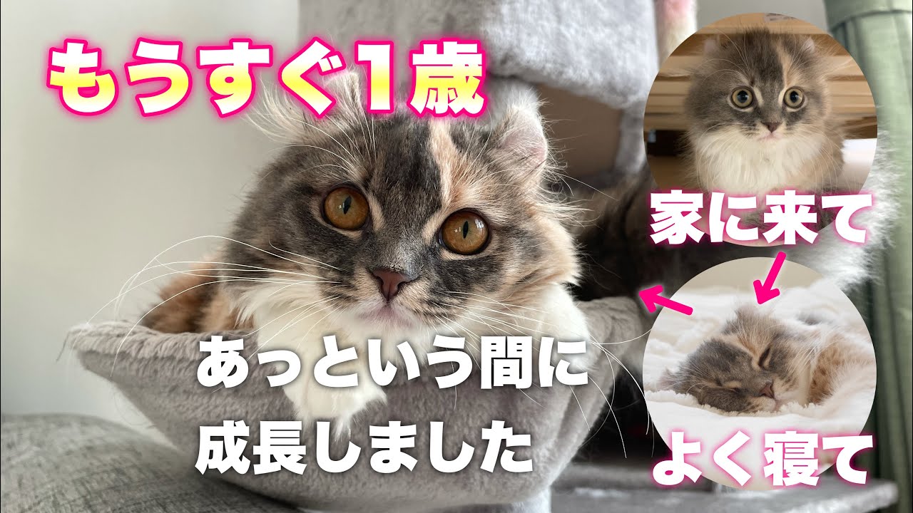 子猫が初めて家に来てからの軌跡【アメリカンカール/スコティッシュフォールド】