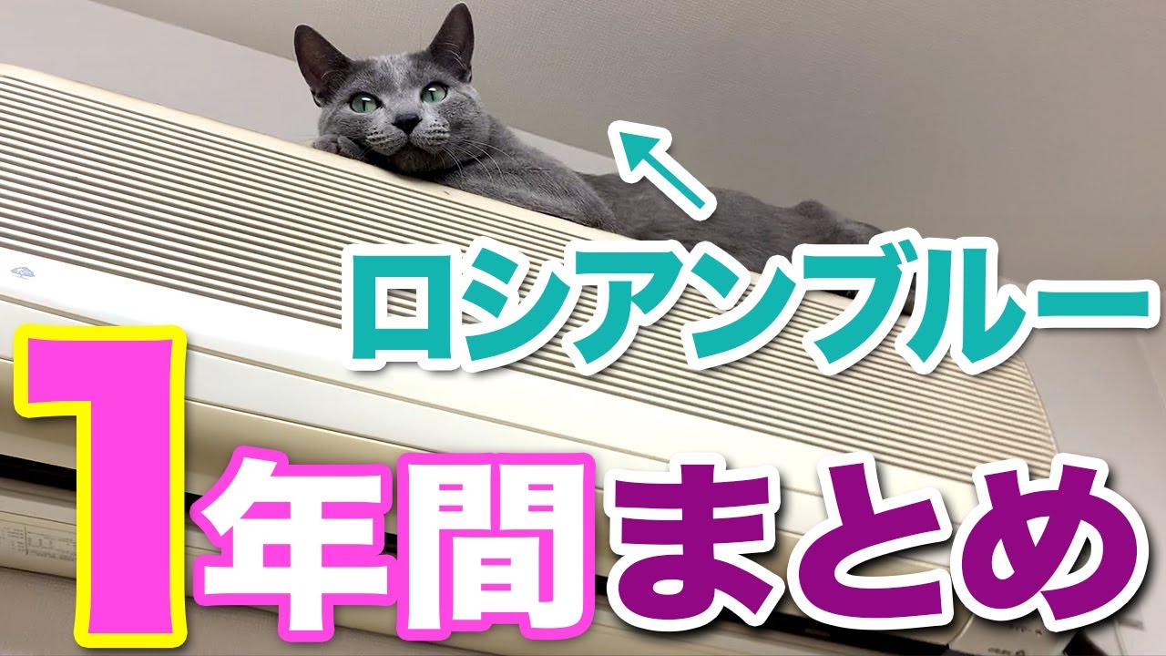 ロシアンブルー😸子猫からの１年間まとめ猫動画😻猫を飼いたい！と思うと思います😁【かわいいyoutube猫動画】【ねこ　cat】