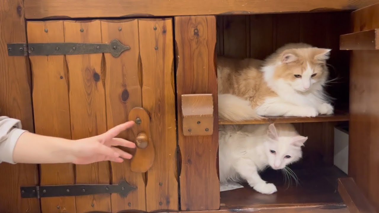 【新居⁉︎】タンスに住むターキッシュアンゴラとノルウェージャンフォレストキャットww