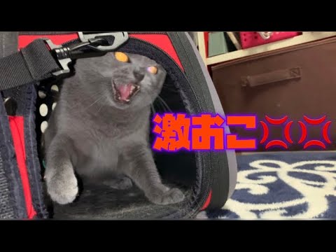 【シャルトリュー】激おこキャット👊🏻💢💢