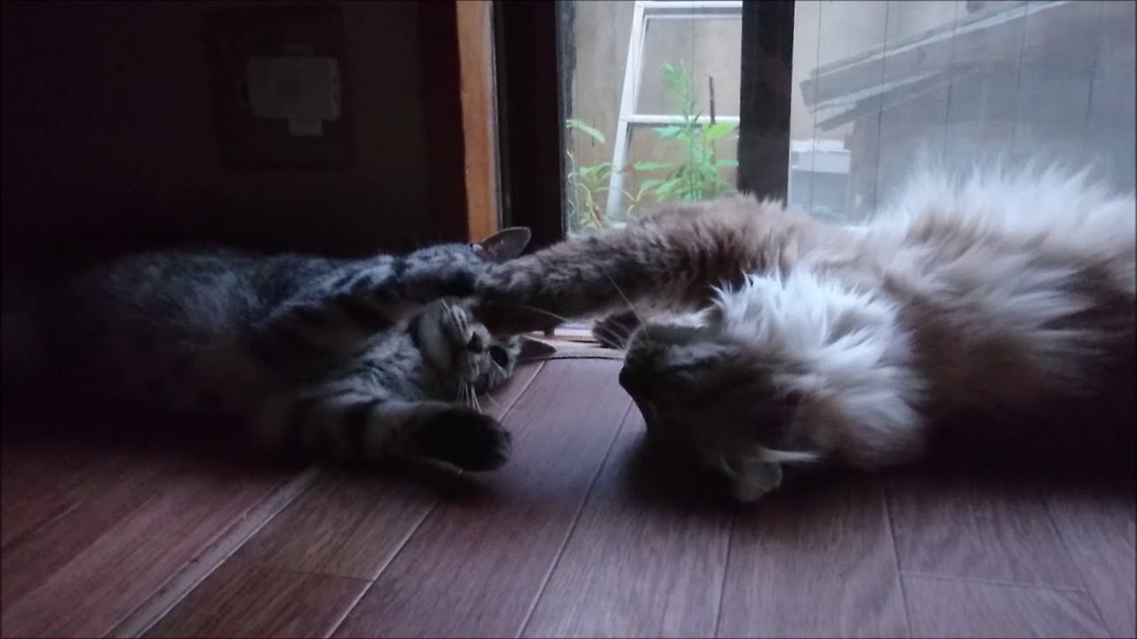 アメリカンカールとアメリカンショートヘア　チコとショコ　PARAPARA DANCE