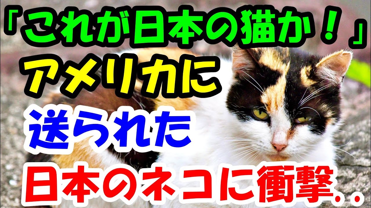 「これが日本の猫か！」アメリカに送られた日本の猫に外国人が衝撃。信じられないことが【猫の不思議な話】【朗読】