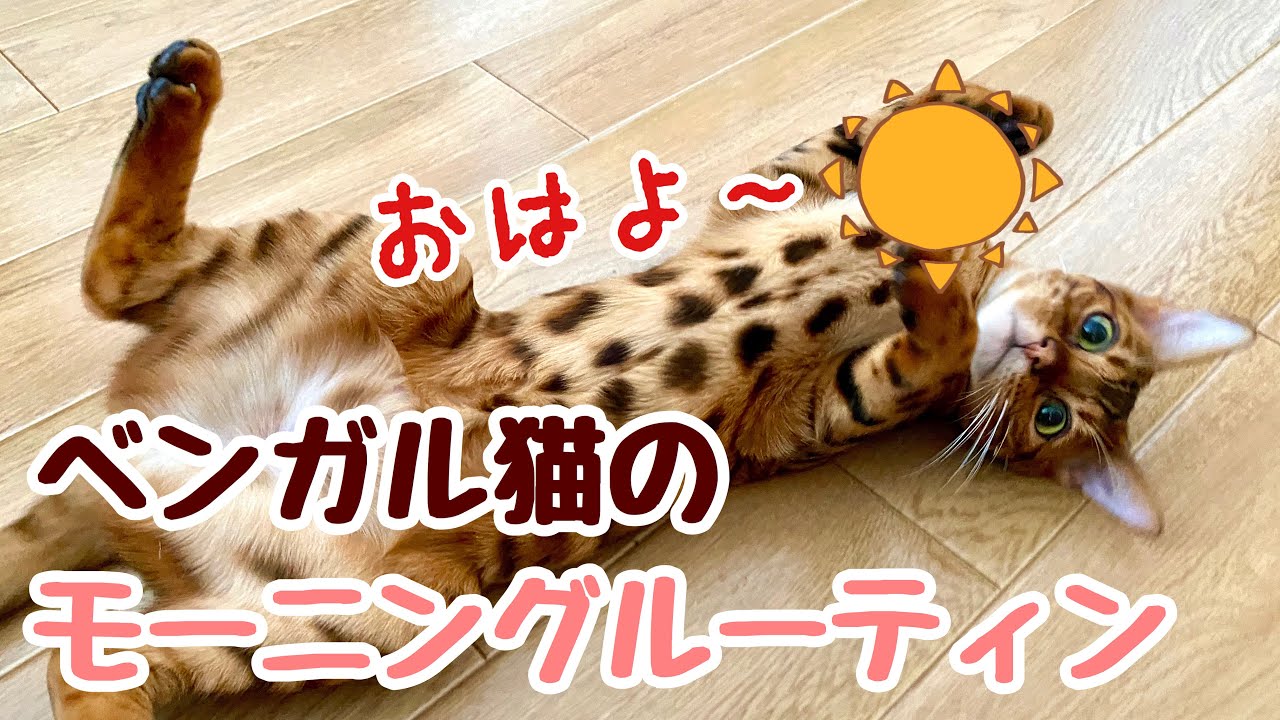 【癒されたい方に】ベンガル猫の可愛すぎるモーニングルーティン
