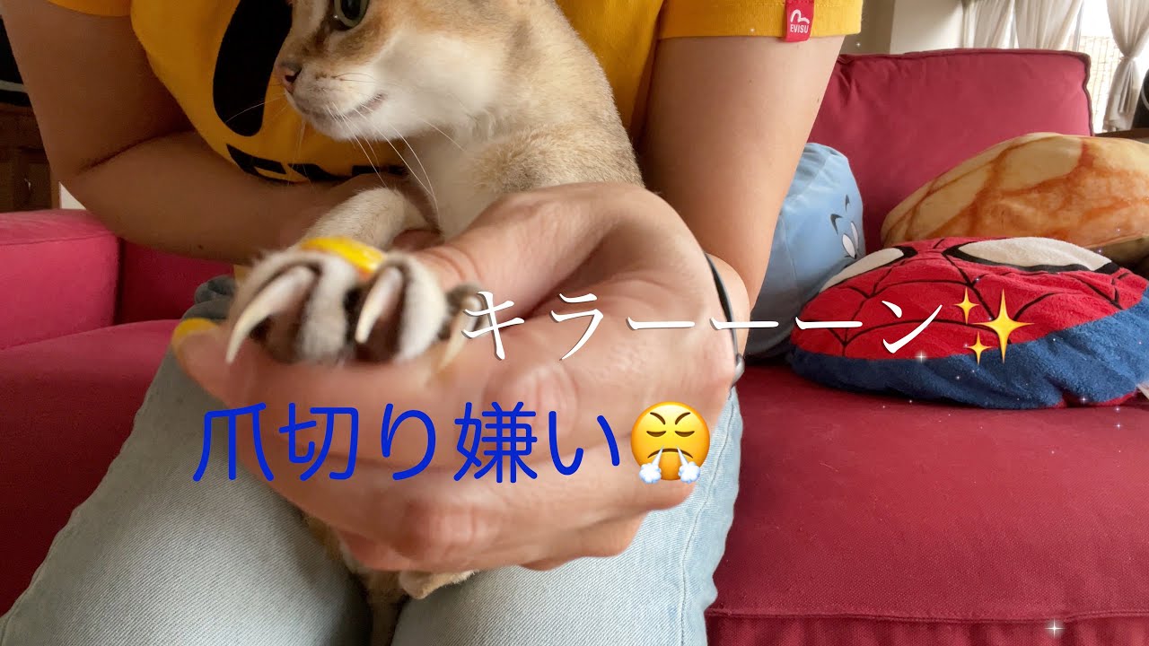 凶器との戦い❗️シンガプーラ「 にゃあ」の爪切り