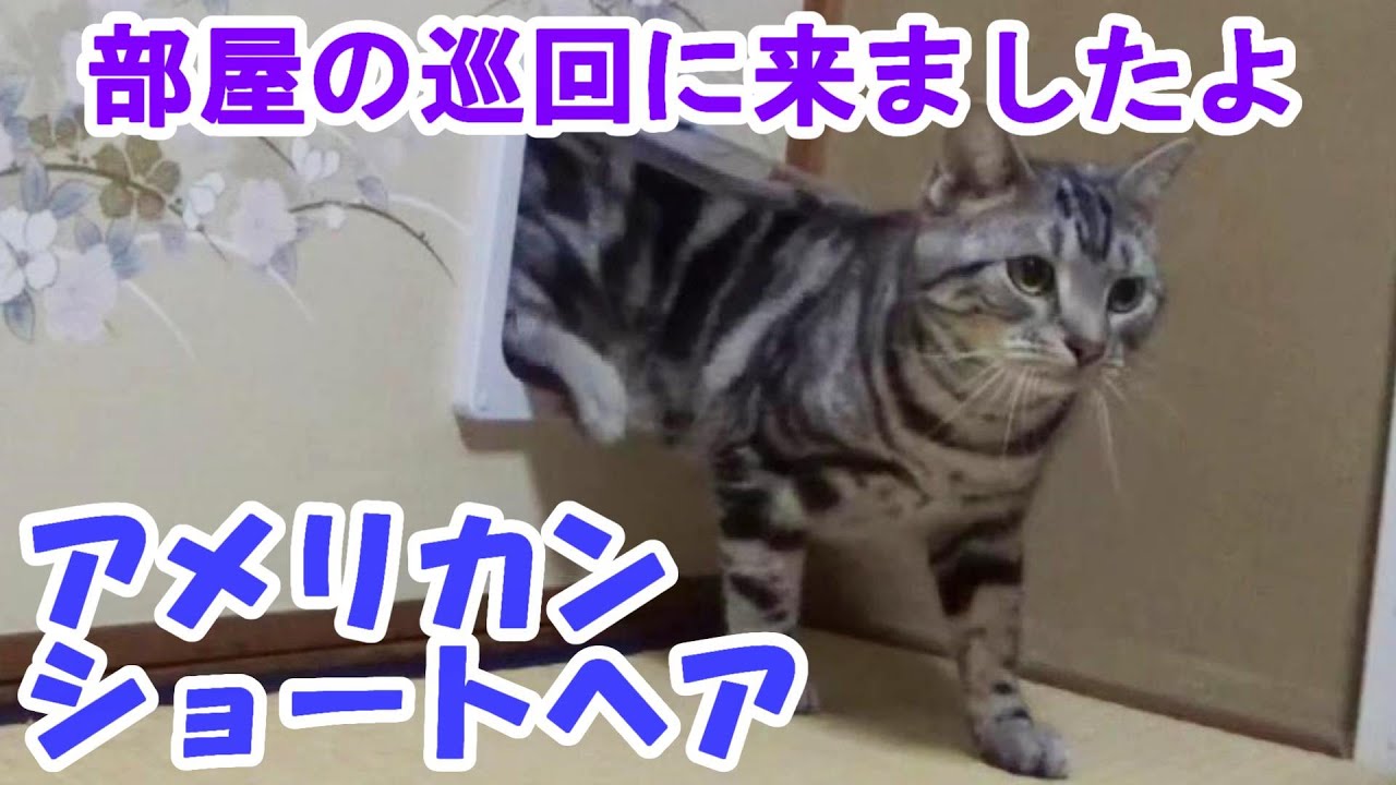 お部屋巡回ルーティン　（アメリカンショートヘア）