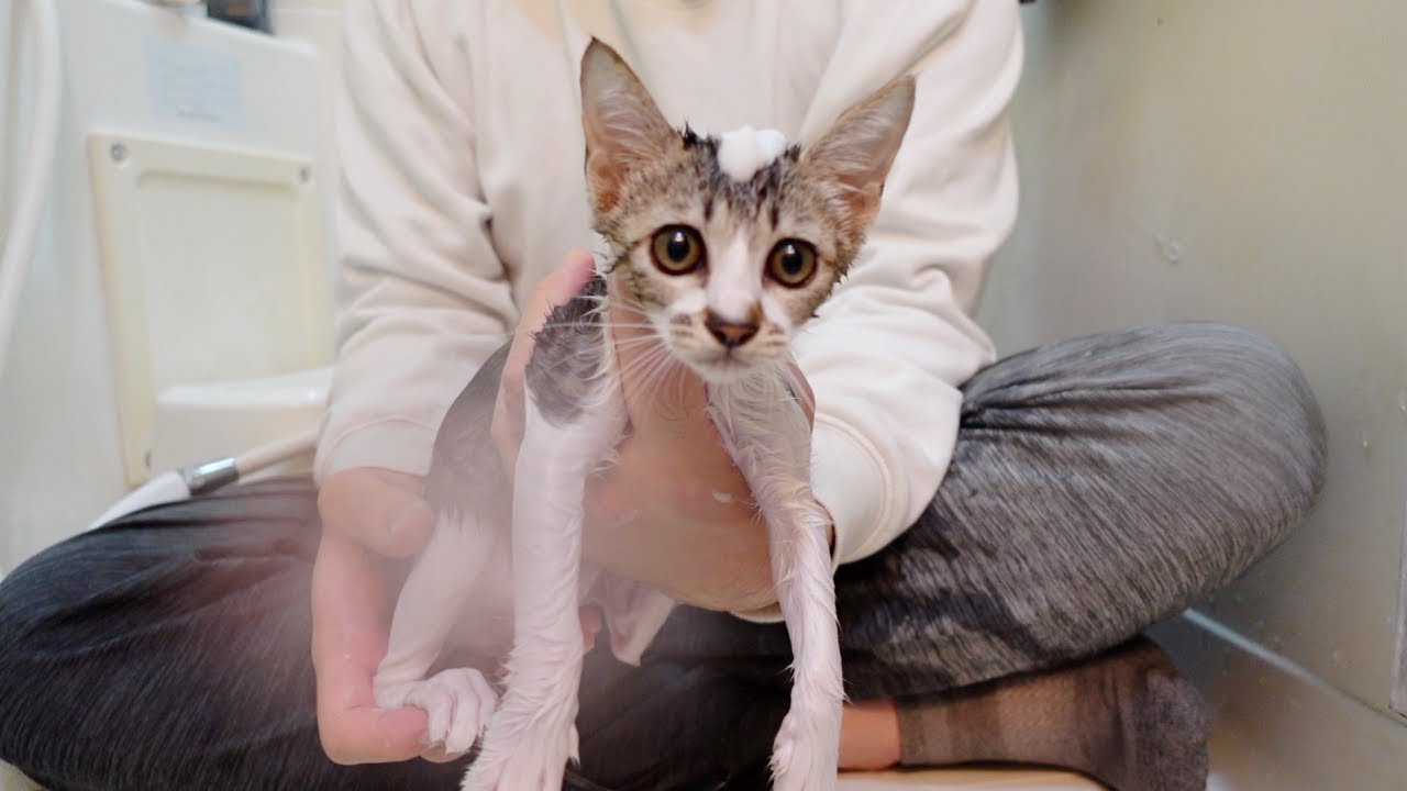 子猫を初めてお風呂に入れたらイジけて大変でした…汗