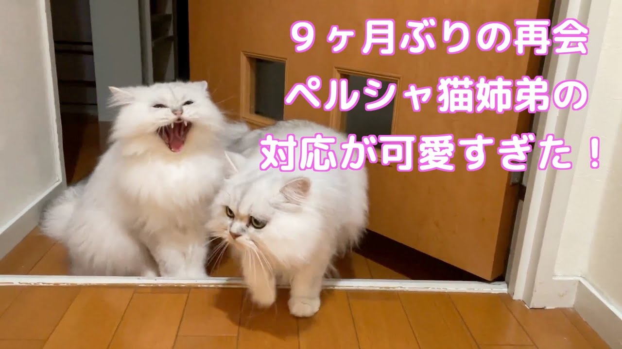 【ペルシャ猫】ペルシャ猫９ヶ月ぶりの再会！超可愛いキュンキュン映像です！！
