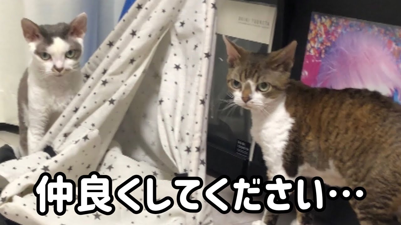 なかなか仲良くなれない猫【デボンレックス】