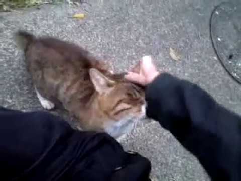 【野良猫】ジャパニーズボブテイル【キジトラ白】