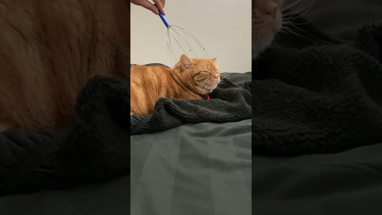頭皮マッサージでおっさん顔になるアメリカンショートヘアの猫動画#shorts