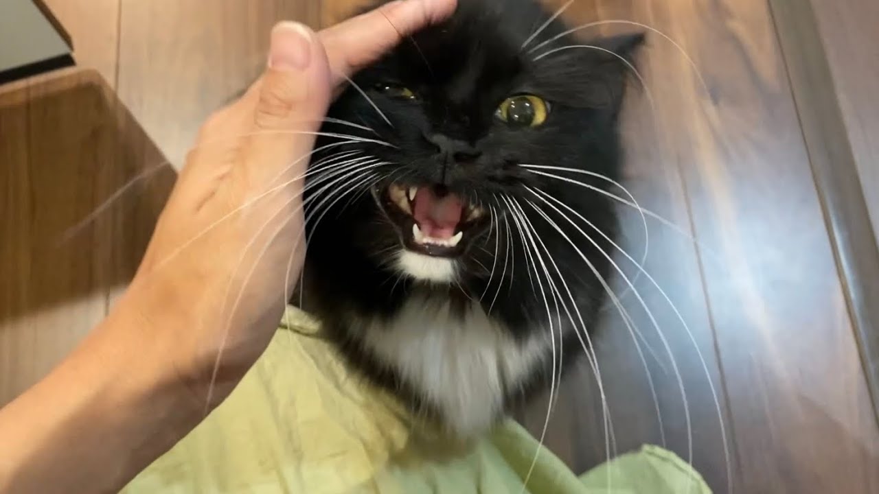数日ぶりの再会にいつも以上に鳴いてついて来る猫　ラガマフィンA cat that appeals to a reunion for the first time in a few days.