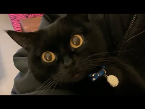 入れかわりする猫！Black bombay cat 黒のボンベイ猫