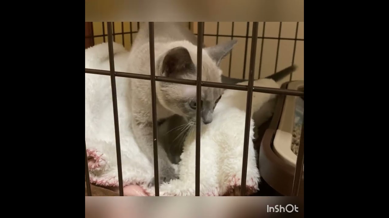 【トンキニーズ】子猫をお迎えしました