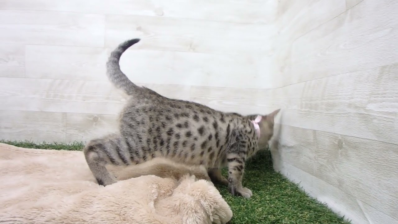 Coo&RIKU　No00576273 エジプシャンマウ