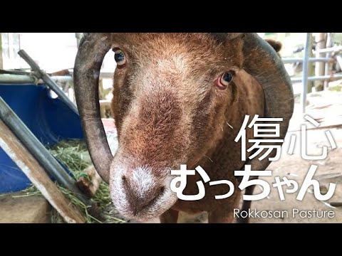 ひつじ女子にフラれて激しく落ち込むマンクスロフタンのむっちゃん【六甲山牧場】女子にフラれて分かりやすくヘコんでるむっちゃんなのです..