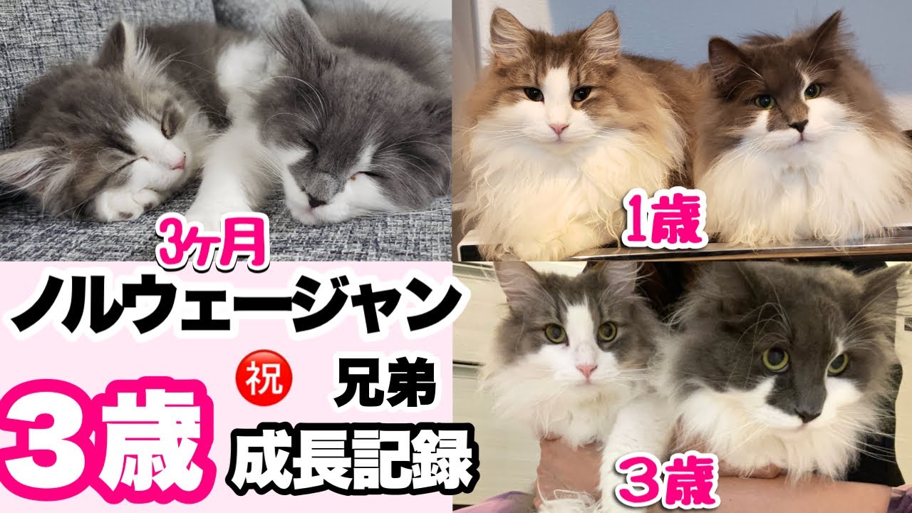 赤ちゃんから成猫になれたのか〜？ノルウェージャンフォレストキャット３歳！成長記録