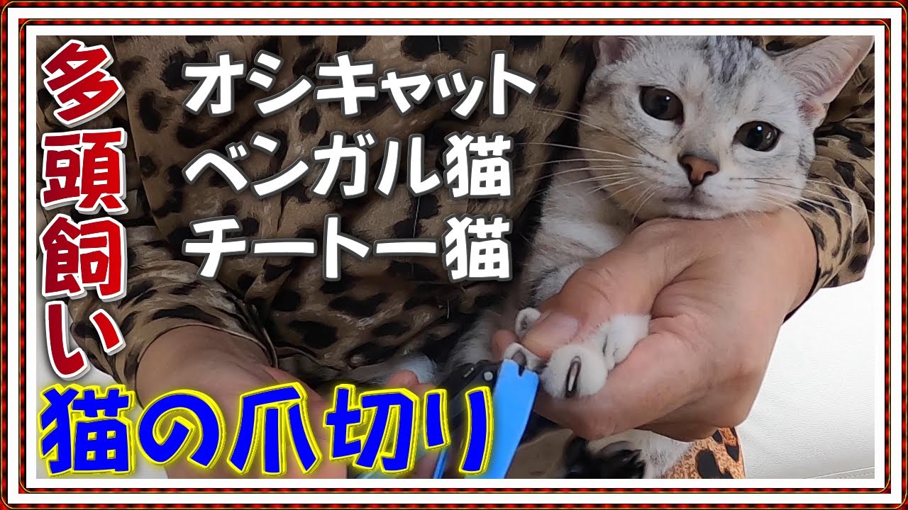 【多頭飼い猫の爪切り】オシキャット・ベンガル猫・チートー猫 4匹の猫の爪切り