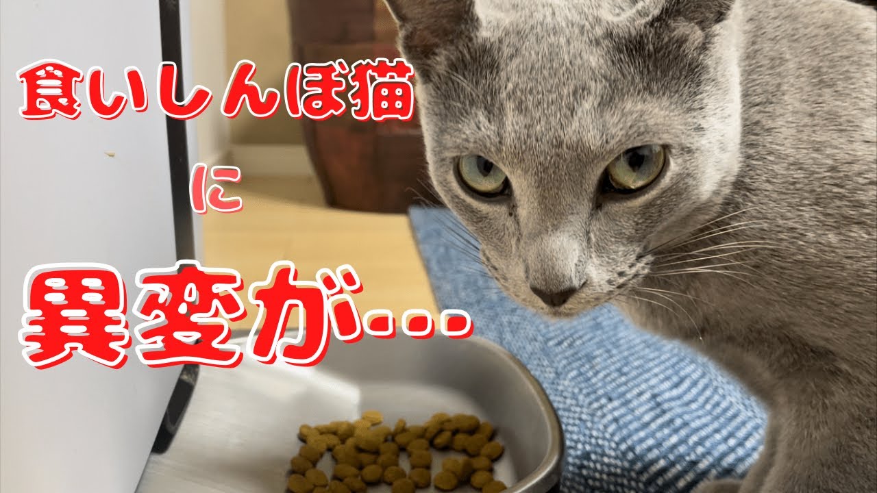 大丈夫？体調悪いの？あなたが分けて食べるなんて逆に心配...【ロシアンブルー】