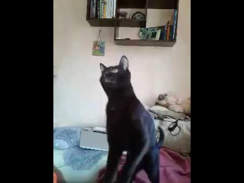 Havana Brown Cat Gauderic